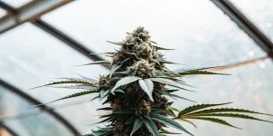 Graines de cannabis disposées sur du papier absorbant humide dans un récipient en plastique.