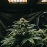 Indoor cannabis blooming stage under grow lights in a reflective grow tent.