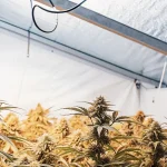 indoor cannabis buds under grow lights during flowering stage