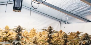 indoor cannabis buds under grow lights during flowering stage