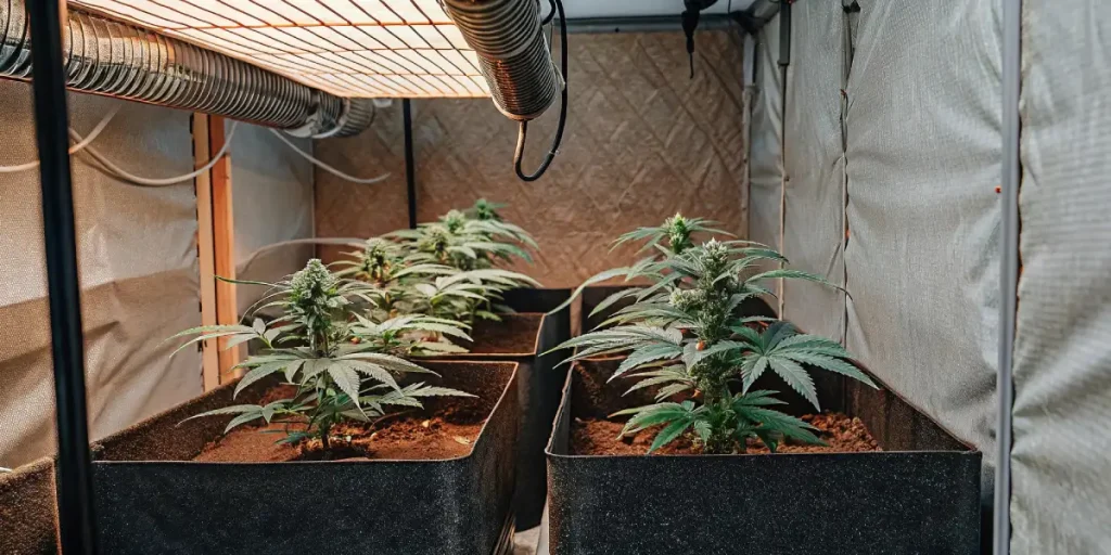 indoor cannabis plants thriving under LED grow lights inside a grow tent