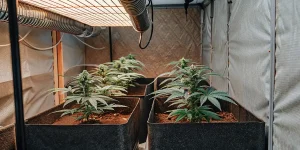 indoor cannabis plants thriving under LED grow lights inside a grow tent