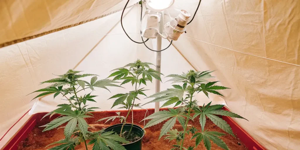 Small cannabis plants in black pots inside a grow tent with fan system