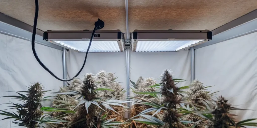 cannabis plants maturing under intense LED lighting in grow tent