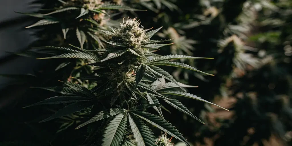 close-up of mature outdoor cannabis bud with dense trichomes and leaves