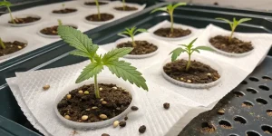 Plantes de cannabis cultivées sous des lampes LED puissantes dans une salle de culture intérieure propre.