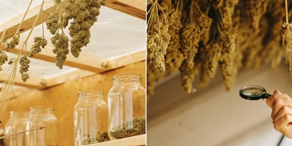 Plantes de cannabis en phase végétative avec un hygromètre suspendu.