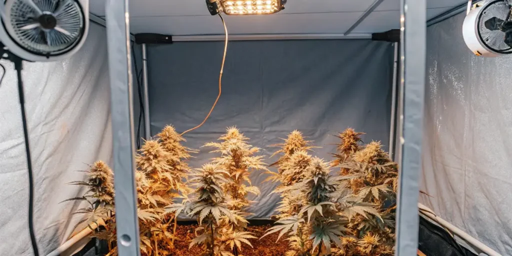 flowering cannabis plants in grow tent with LED lighting and ventilation