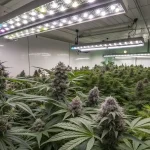 Indoor cannabis cultivation room illuminated by full-spectrum LED grow lights.