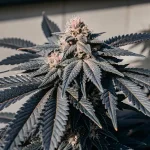 Grosse tête de cannabis mûre avec feuilles foncées et trichomes visibles.