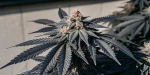 Grosse tête de cannabis mûre avec feuilles foncées et trichomes visibles.