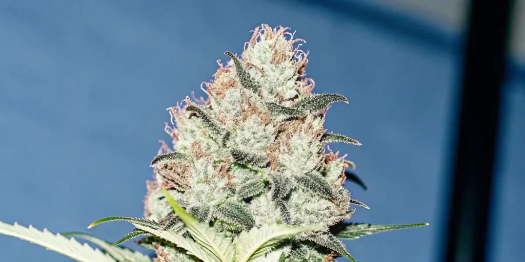macro close-up of frosty cannabis bud with trichomes and pistils