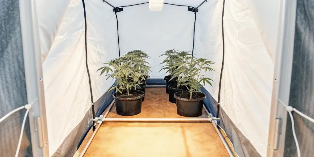 young cannabis plants in black pots under indoor grow lights in a white grow tent