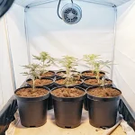Cannabis plants in vegetative stage under artificial lights in grow box