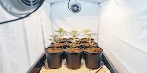 Cannabis plants in vegetative stage under artificial lights in grow box