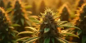 Grosse tête de cannabis Acapulco Gold Auto sous lumière naturelle