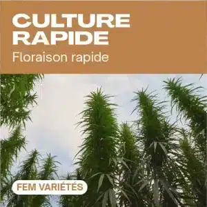 Culture rapide avec hautes plantes de cannabis sous ciel clair.