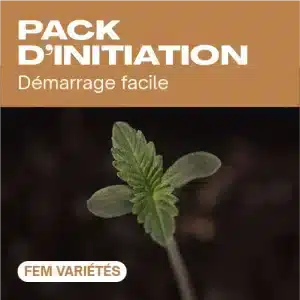Pack d’initiation féminisé avec jeune plant de cannabis.