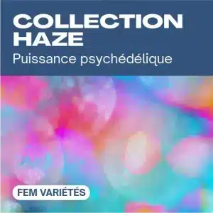 Collection haze féminisée avec arrière-plan coloré flou.