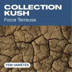 Collection kush féminisée avec sol sec craquelé.