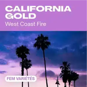 California gold féminisée avec palmiers au coucher de soleil.