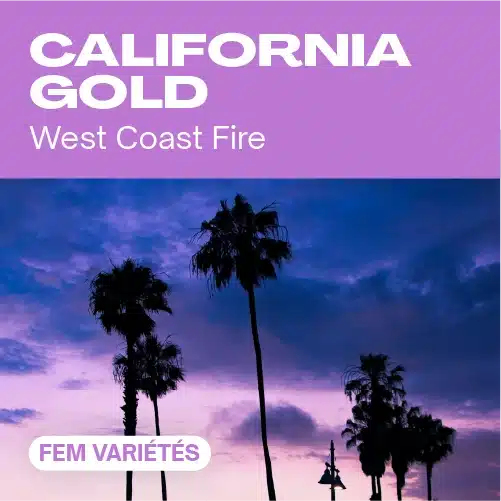 California Gold