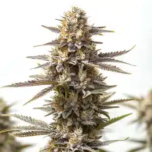 fleur de cannabis RS11 x Gushers avec une structure dense et des trichomes abondants