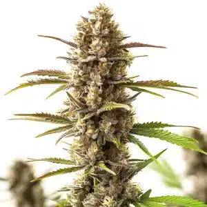 bourgeon de cannabis RS11 x Skywalker couvert de trichomes cristallins