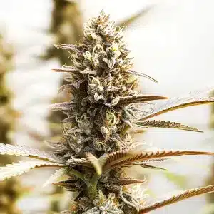 fleur de cannabis RS11 x Super Boof avec un aspect givré et compact