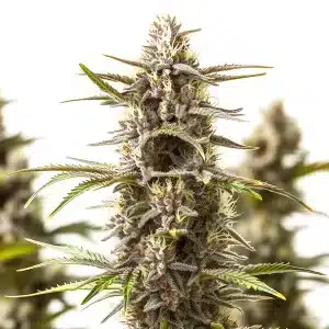bourgeon de cannabis RS11 x Zoap à la structure compacte et résineuse