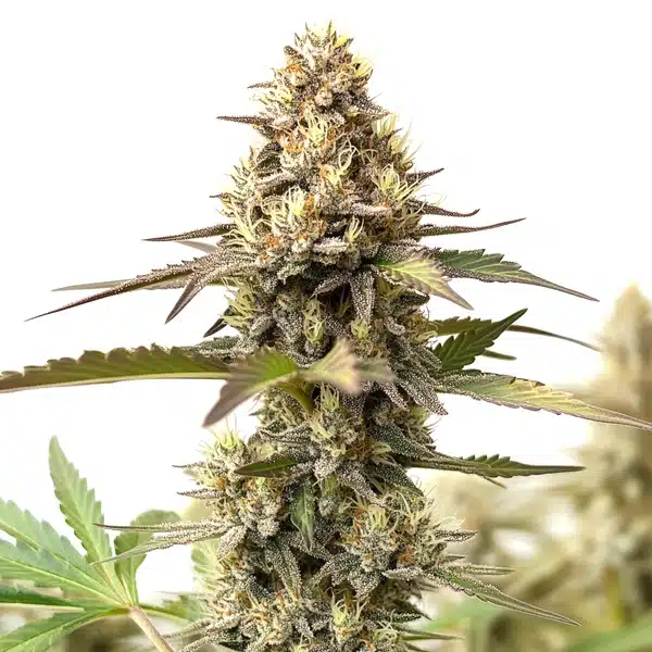 RS54 Cannabis Extraction