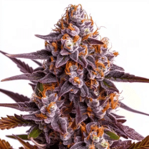 Plante de cannabis Ricky Bobby avec des têtes violettes denses et des pistils orange vif.