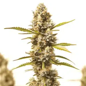 Plante de cannabis Rock Fruit Fast Version avec des têtes denses et givrées aux pistils orange.