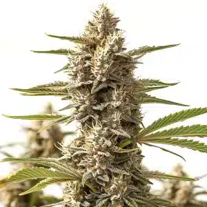 Cola de cannabis Rock Start avec des têtes compactes vert clair couvertes de trichomes.