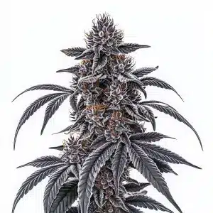 Gros plan de la variété Rosetta Stone, une plante de cannabis avec des bourgeons givrées et des pistils orange.