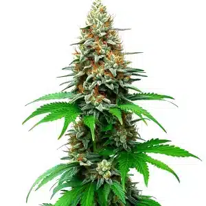 San Fernando Valley Auto weed plant with tall colas and bright pistils