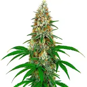 Plante de San Fernando Valley OG Kush avec des fleurs givrées et des pistils orange.