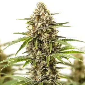 Plante de cannabis San Fernando Valley Regular avec des têtes allongées et des pistils lumineux.