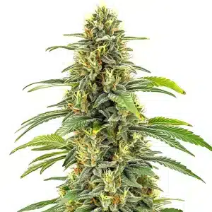 Cola de cannabis Santa Muerte FBV couvert de trichomes et de fleurs compactes.