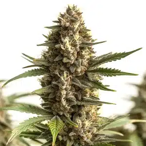 Cola de cannabis Scott OG avec des têtes épaisses résineuses et des pistils orange.