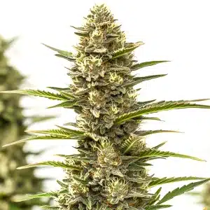 Plante de cannabis Sexxpot avec des têtes compactes givrées et des pistils ambrés.