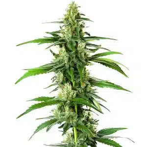 plante de cannabis South African en phase de floraison avancée