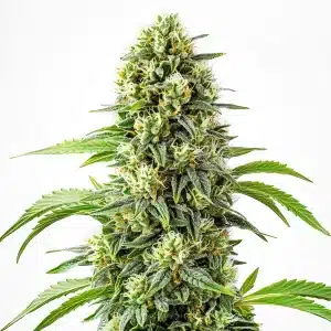 fleur de cannabis Steve’s Dream Queen riche en trichomes