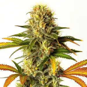 bourgeon de cannabis Steve’s Hellfire OG avec pistils orangés