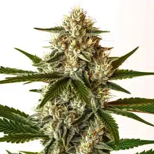fleur de cannabis Sugar Fruit avec une structure compacte et résineuse