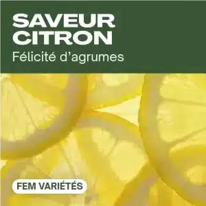 Saveur citron féminisée avec tranches d’agrumes jaunes.