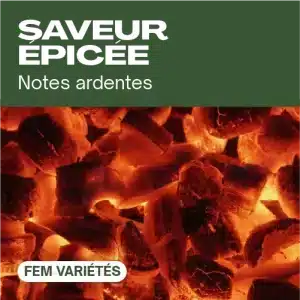 Saveur épicée féminisée avec braises ardentes incandescentes.