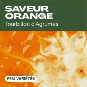 Saveur orange féminisée avec pulpe d’agrume éclatante.