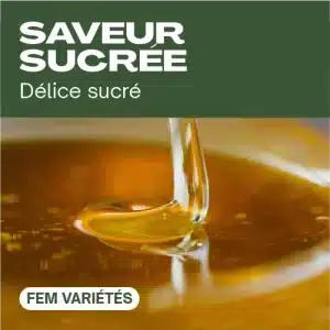 Saveur sucrée féminisée avec filet de miel doré.