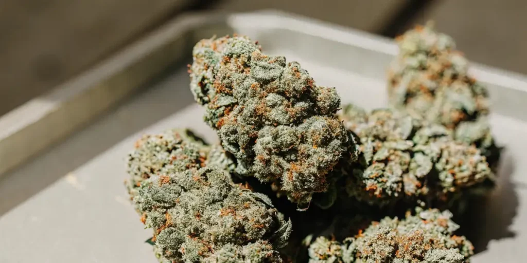 Gros plan de têtes de cannabis résineuses et bien séchées sur un plateau métallique